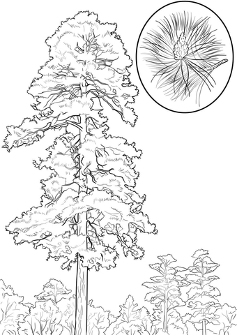 Red Pine Tree Coloring Page